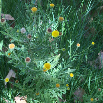 Image of Spanish False Fleabane