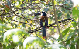 Image of Black-billed Mountain Toucan