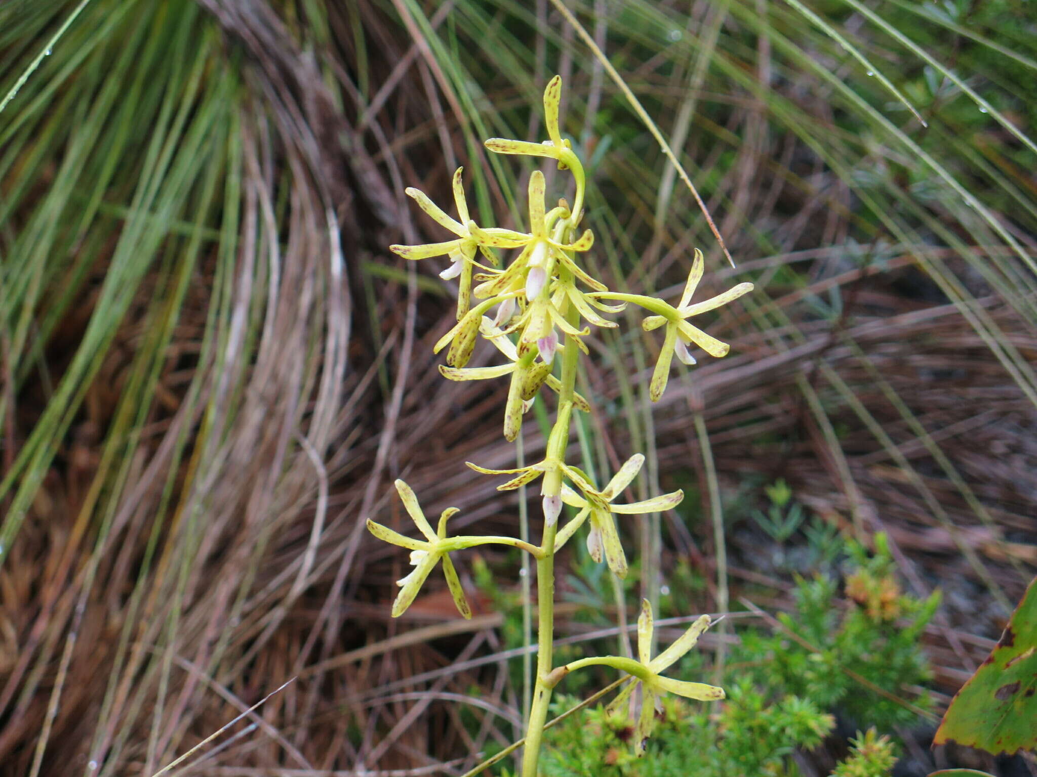 Image of Yellow hyacinth-orchid