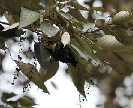 Plancia ëd Machlolophus spilonotus (Bonaparte 1850)