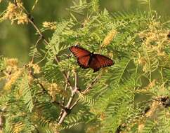 Imagem de Limenitis archippus obsoleta Edwards