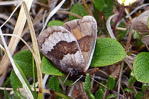 Erebia fasciata Butler 1868 resmi