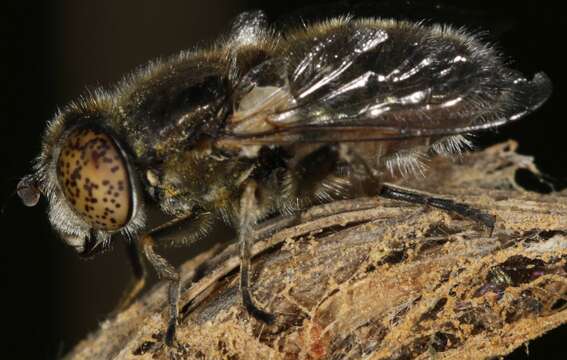 Image of Eristalinus sepulchralis (Linnaeus 1758)