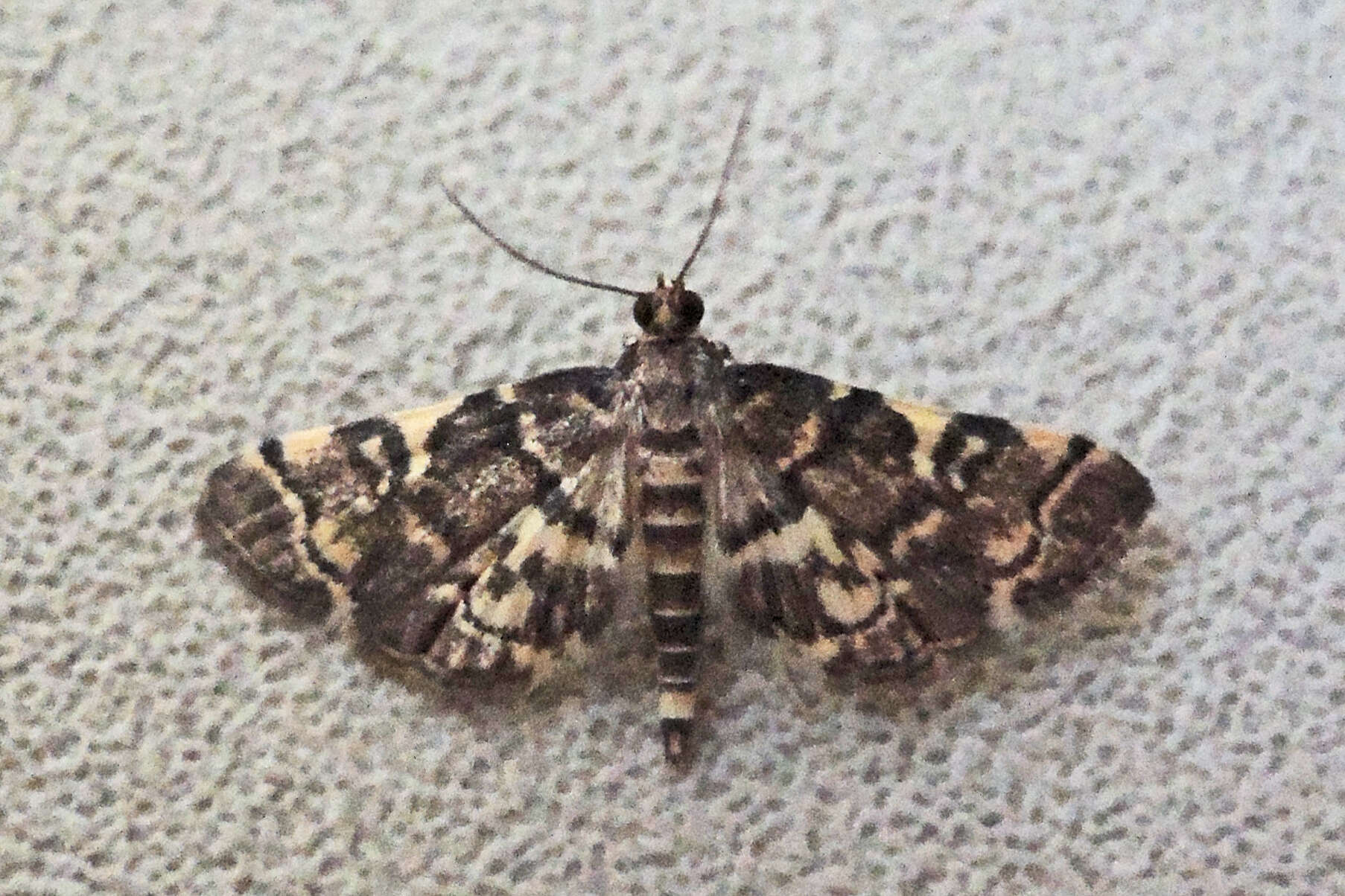 Image of Yellow-spotted Webworm Moth