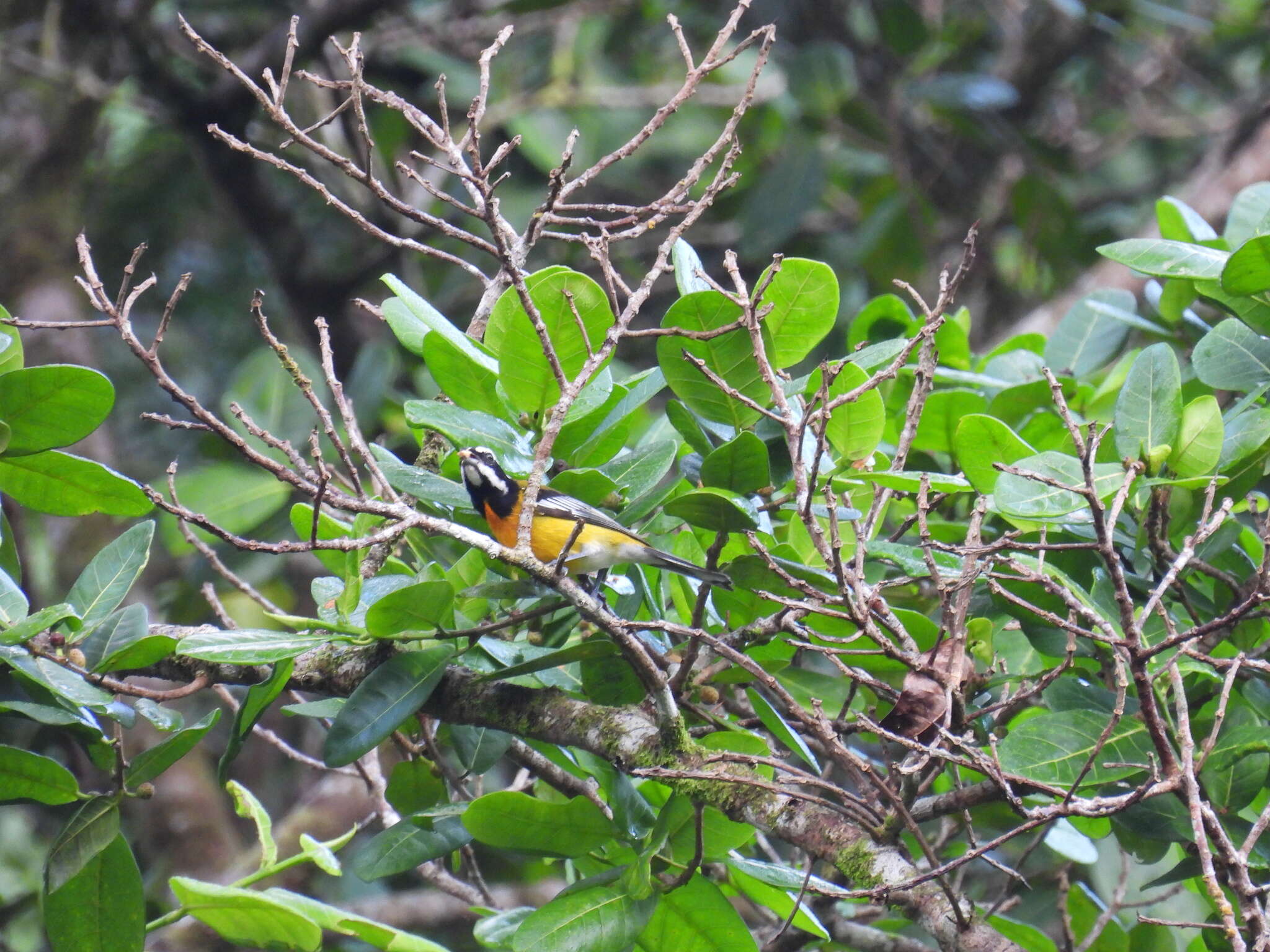 Spindalis nigricephala (Jameson 1835)的圖片