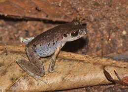 Image of Leptobrachella sola (Matsui 2006)