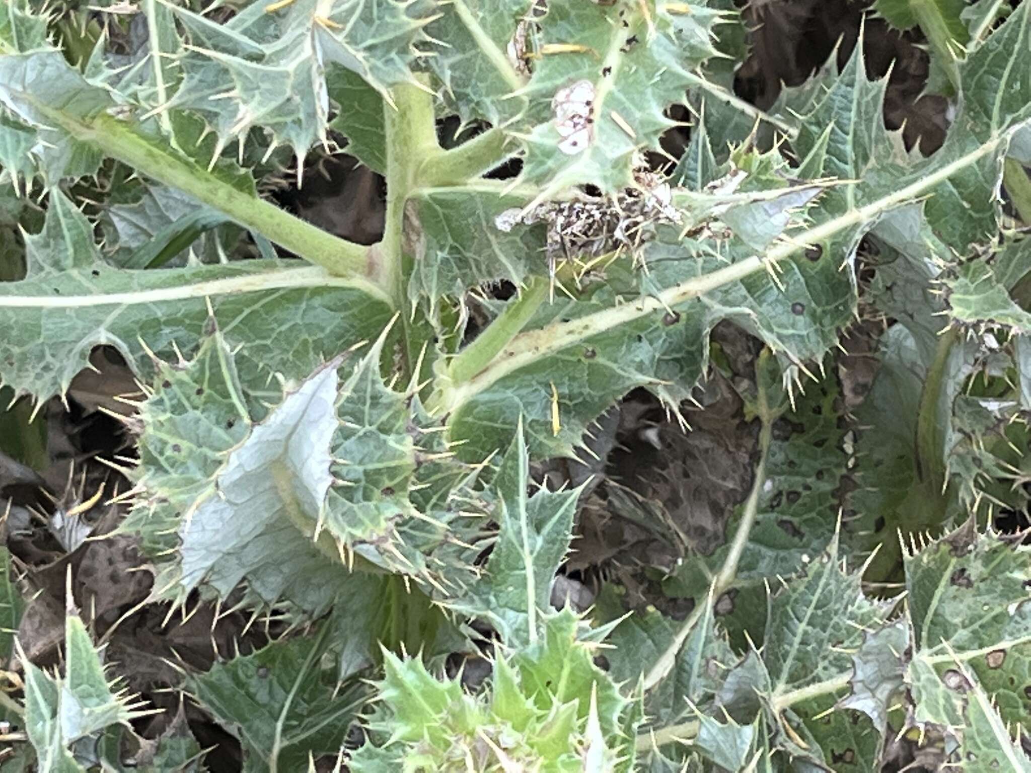 Image of Berkheya onopordifolia (DC.) Burtt Davy