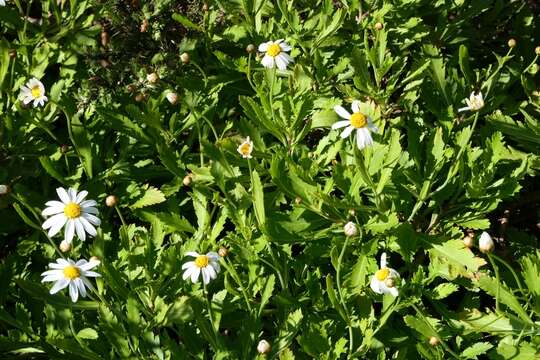 Image of Argyranthemum pinnatifidum (L. fil.) Webb