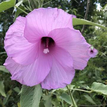 Hibiscus striatus subsp. lambertianus (Kunth) Blanchard的圖片