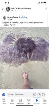 Image of larson's jellyfish