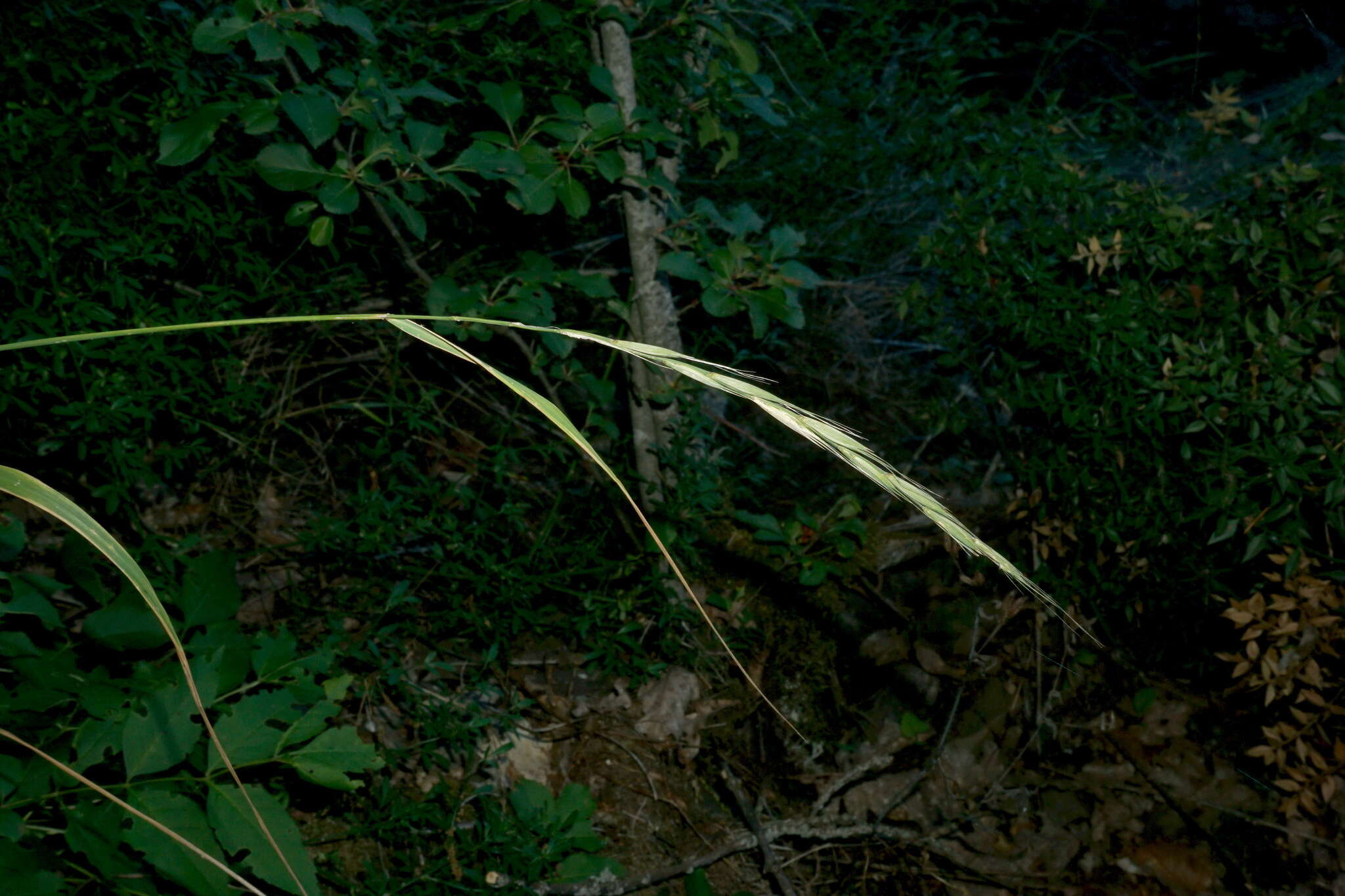 Image of Elymus panormitanus (Parl.) Tzvelev