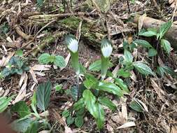 Image of Arisaema penicillatum N. E. Br.