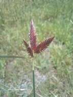 Image of Cyperus macranthus Boeckeler