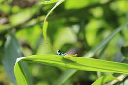 Image of Taeniophora nitida Descamps & Amédégnato 1971