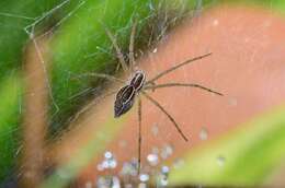 Слика од Euprosthenopsis pulchella (Pocock 1902)