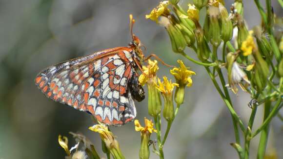 Image of Euphydryas chalcedona