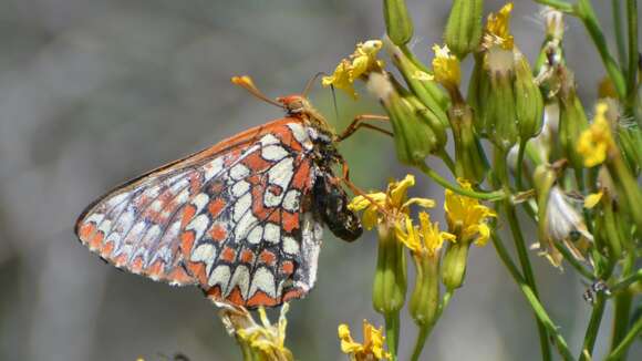 Image of Euphydryas chalcedona