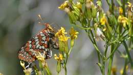 Image of Euphydryas chalcedona