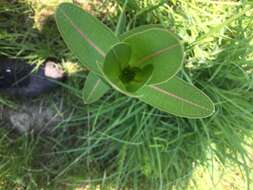 Image of prairie milkweed