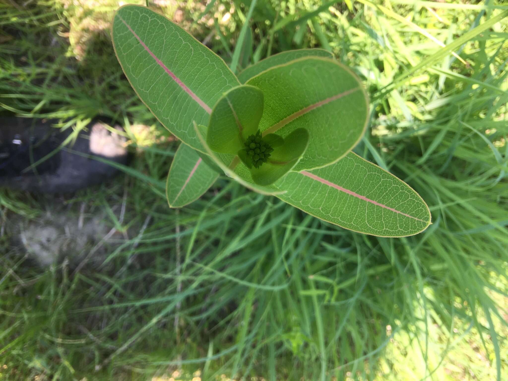 Image of prairie milkweed