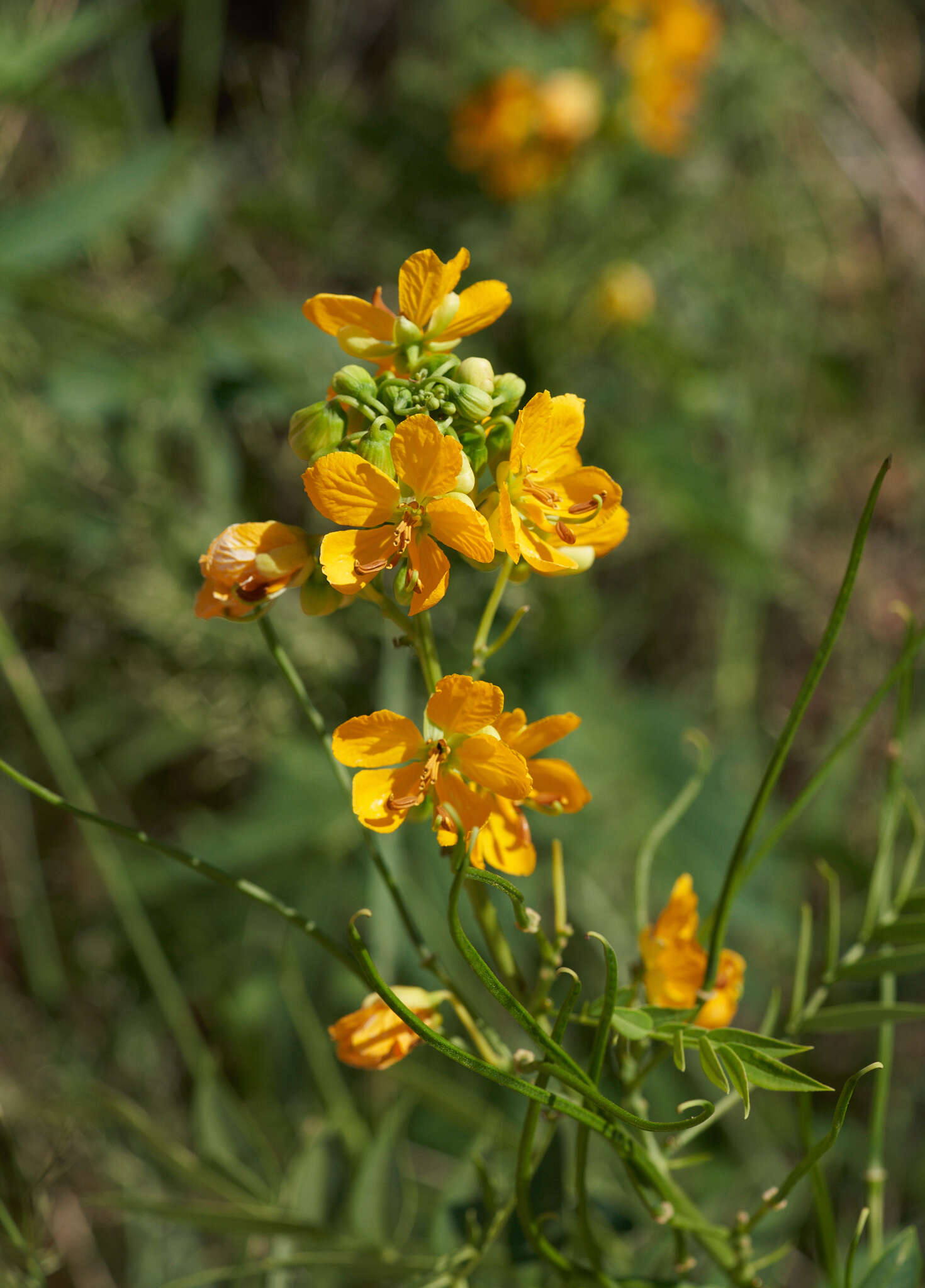 Senna hirsuta (L.) H. S. Irwin & Barneby resmi