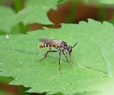 Image of Ceraturgus nigripes Williston 1886