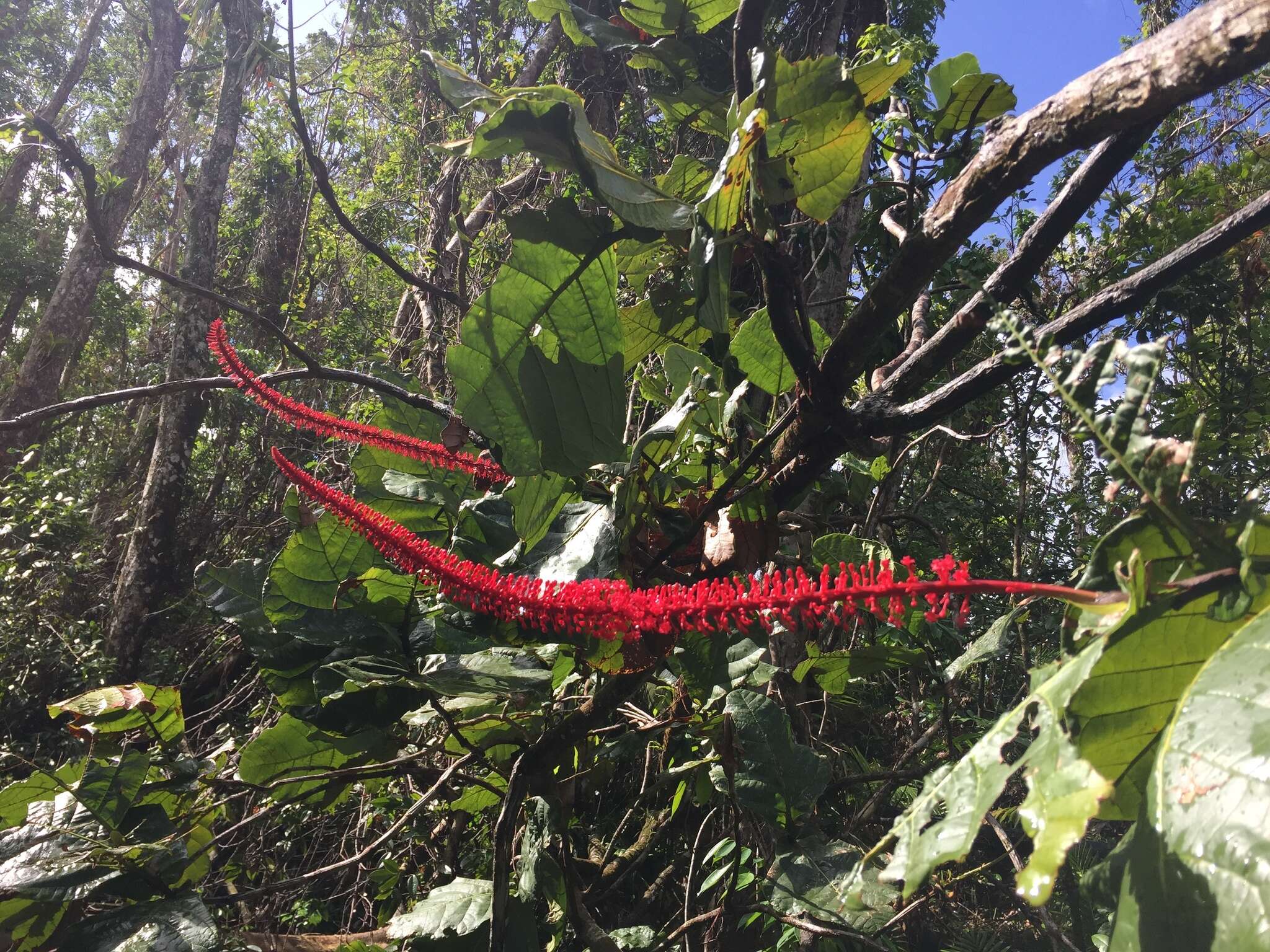 Coccoloba rugosa Desf. resmi