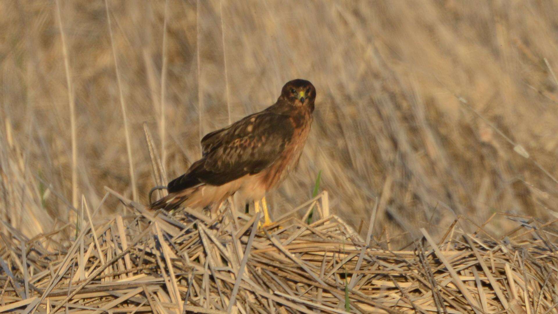 Image of Northern Harrier