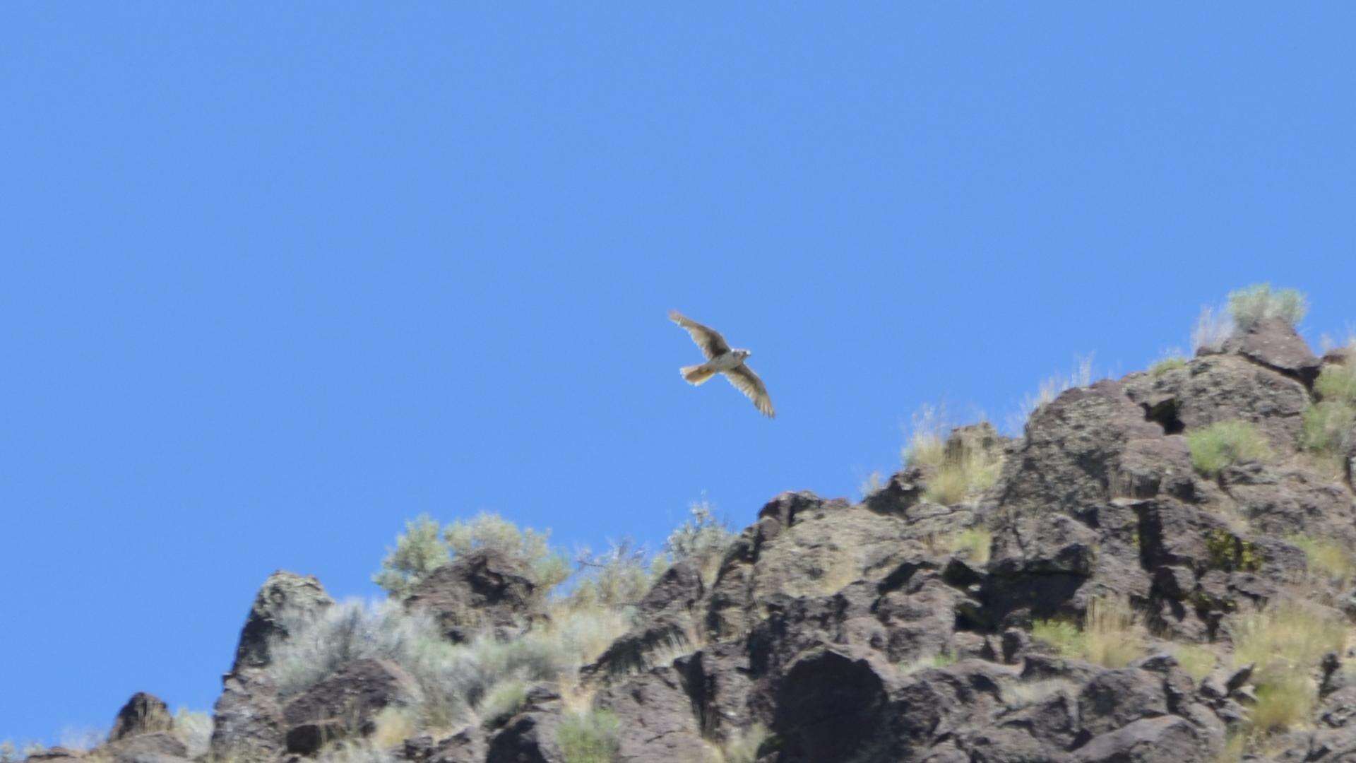 Image of Prairie Falcon