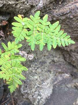 Image of Paragymnopteris marantae subsp. subcordata (Cav.)