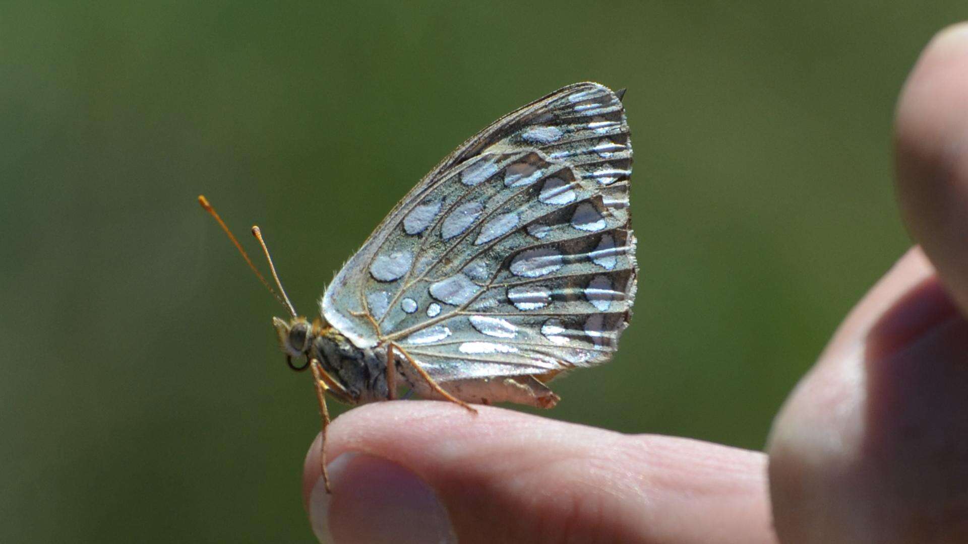 صورة Speyeria callippe Boisduval 1852