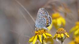 Image of Plebejus melissa