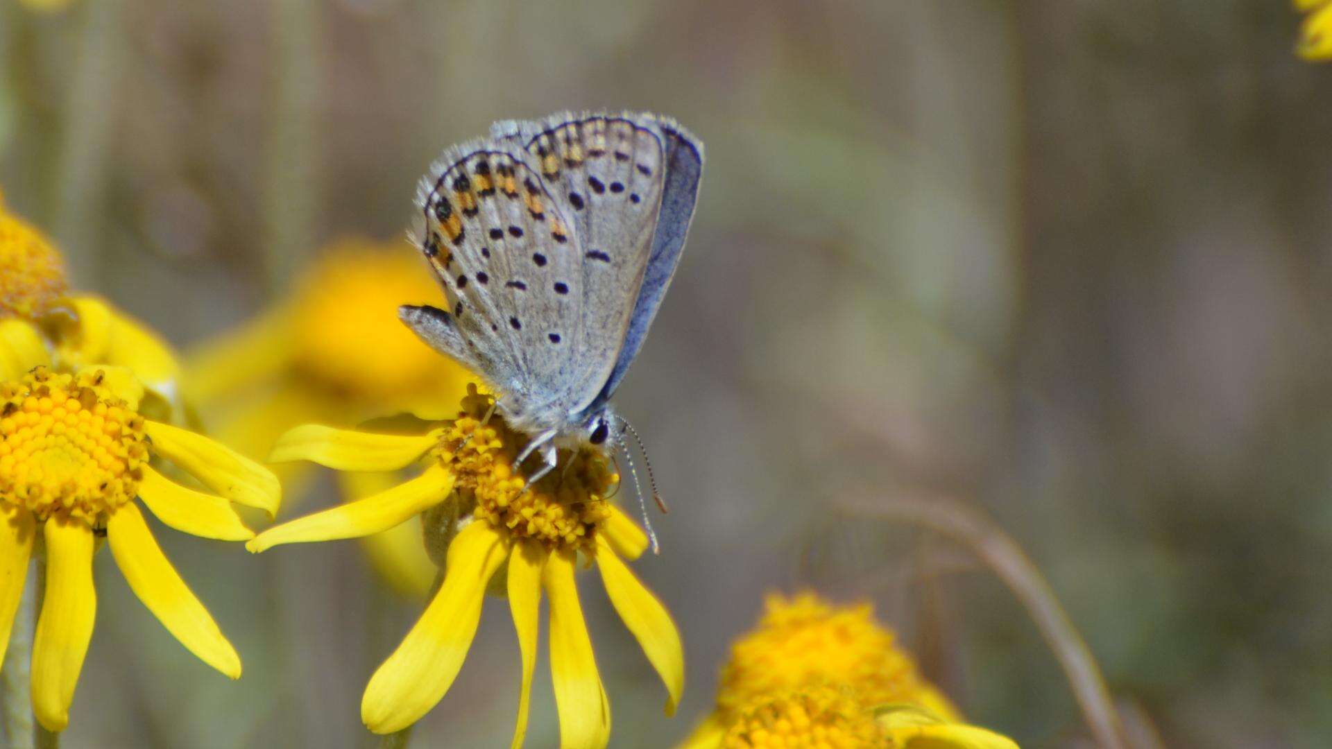 Image of Plebejus melissa