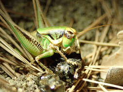 Image of Eupholidoptera chabrieri (Charpentier 1825)