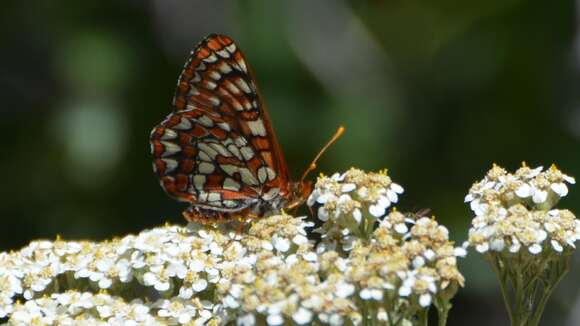 Image of Euphydryas chalcedona