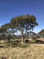 Image of Eucalyptus pauciflora subsp. debeuzevillei (Maiden) L. A. S. Johnson & Blaxell