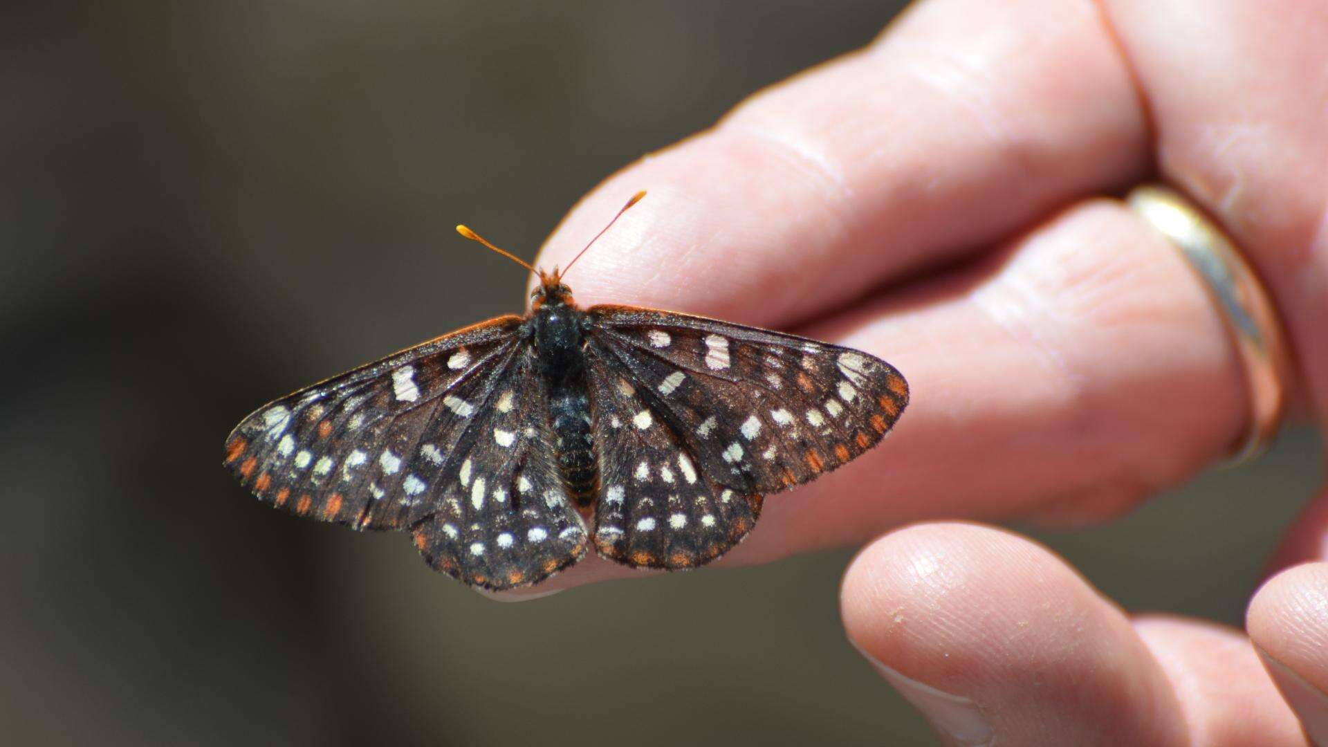 Image of Euphydryas chalcedona