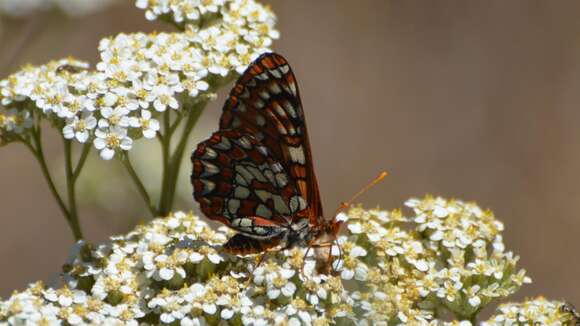 Image of Euphydryas chalcedona