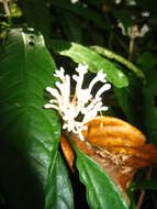 Imagem de Chassalia curviflora (Wall.) Thwaites