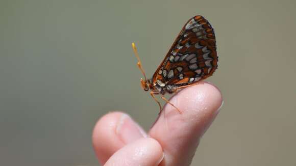 Image of Euphydryas chalcedona