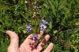 Слика од Rotheca myricoides (Hochst.) Steane & Mabb.