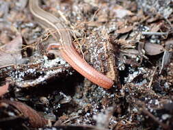 Plancia ëd Plestiodon egregius similis Mcconkey 1957