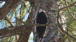 Image of White-headed Woodpecker