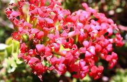 Image of Crassula coccinea L.