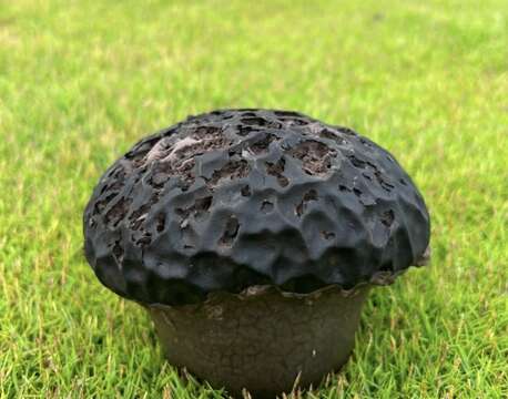 Image of Calvatia lilacina (Mont. & Berk.) Henn. 1904