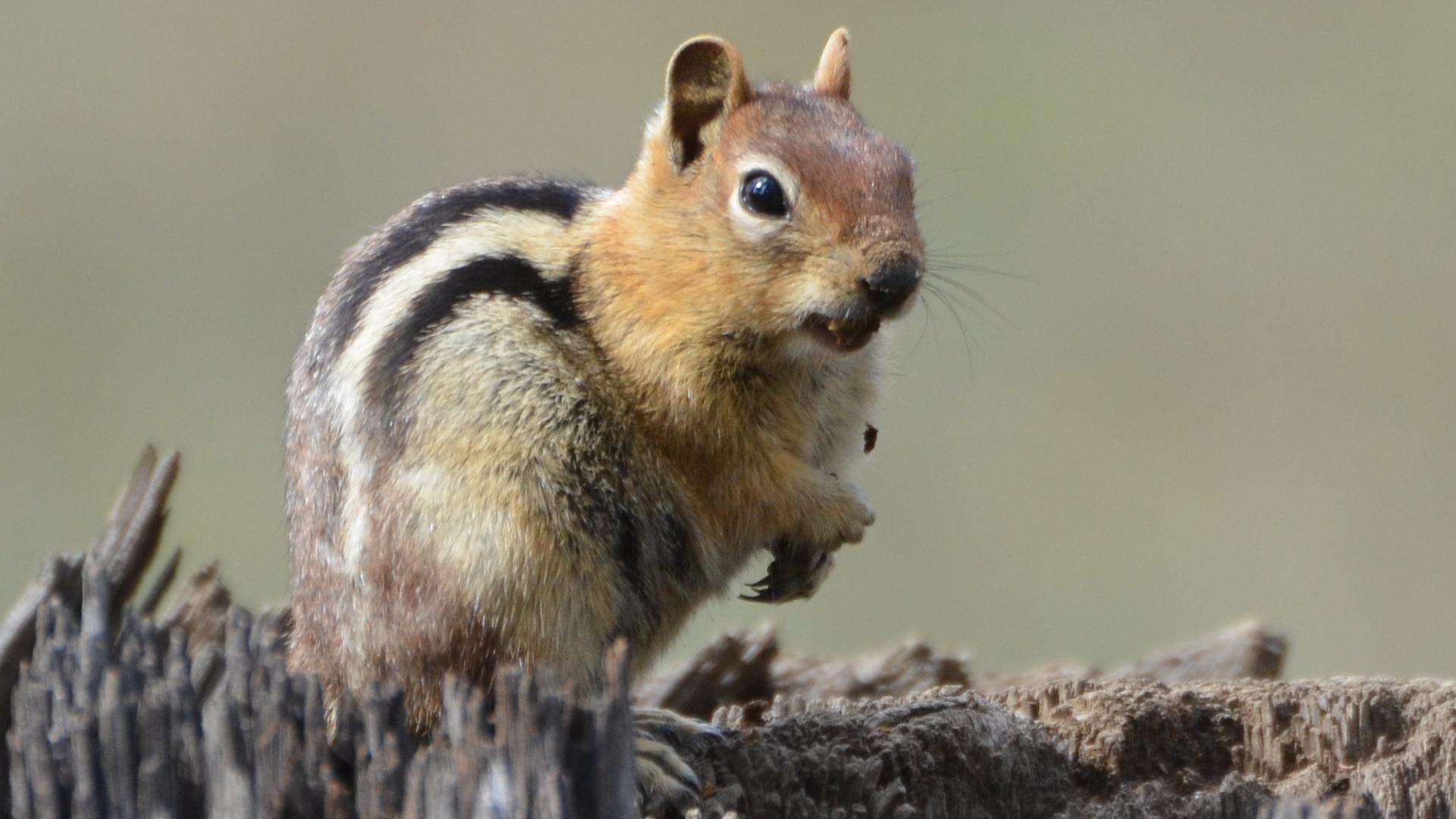 Callospermophilus Merriam 1897 resmi