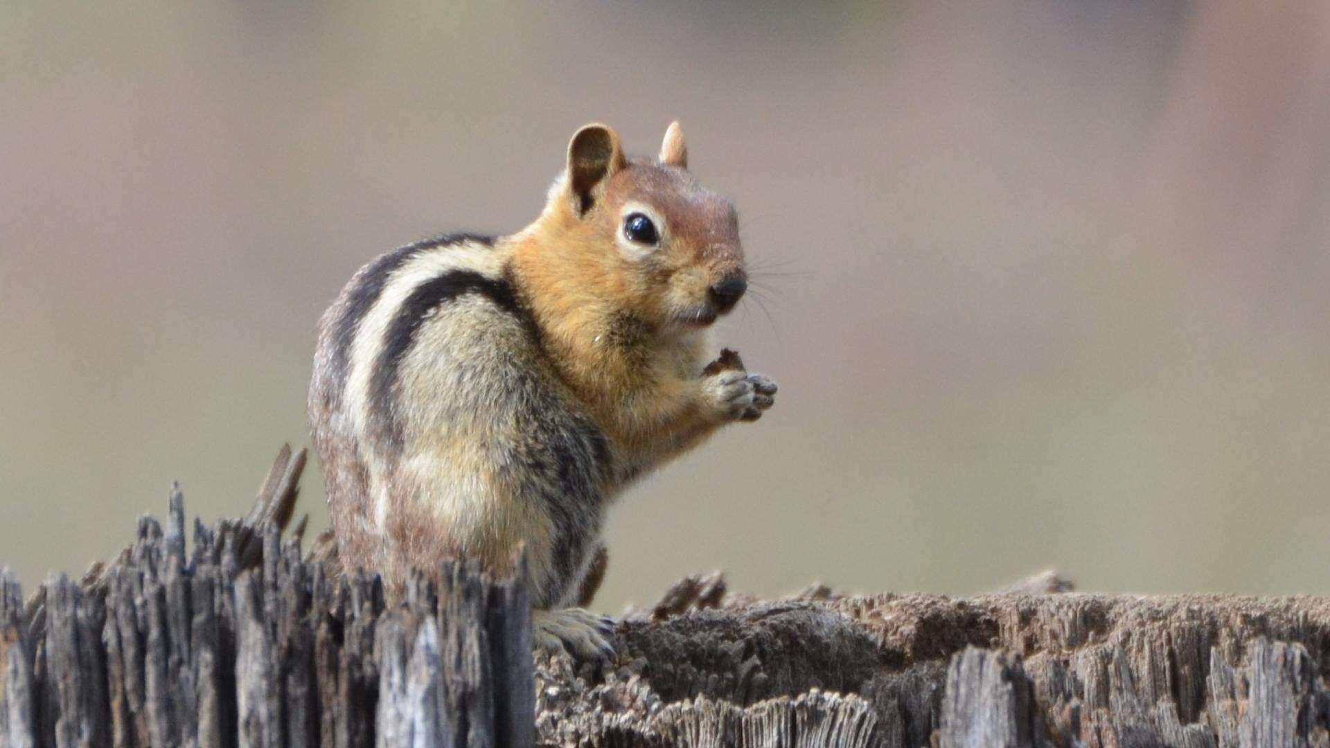 Callospermophilus Merriam 1897 resmi