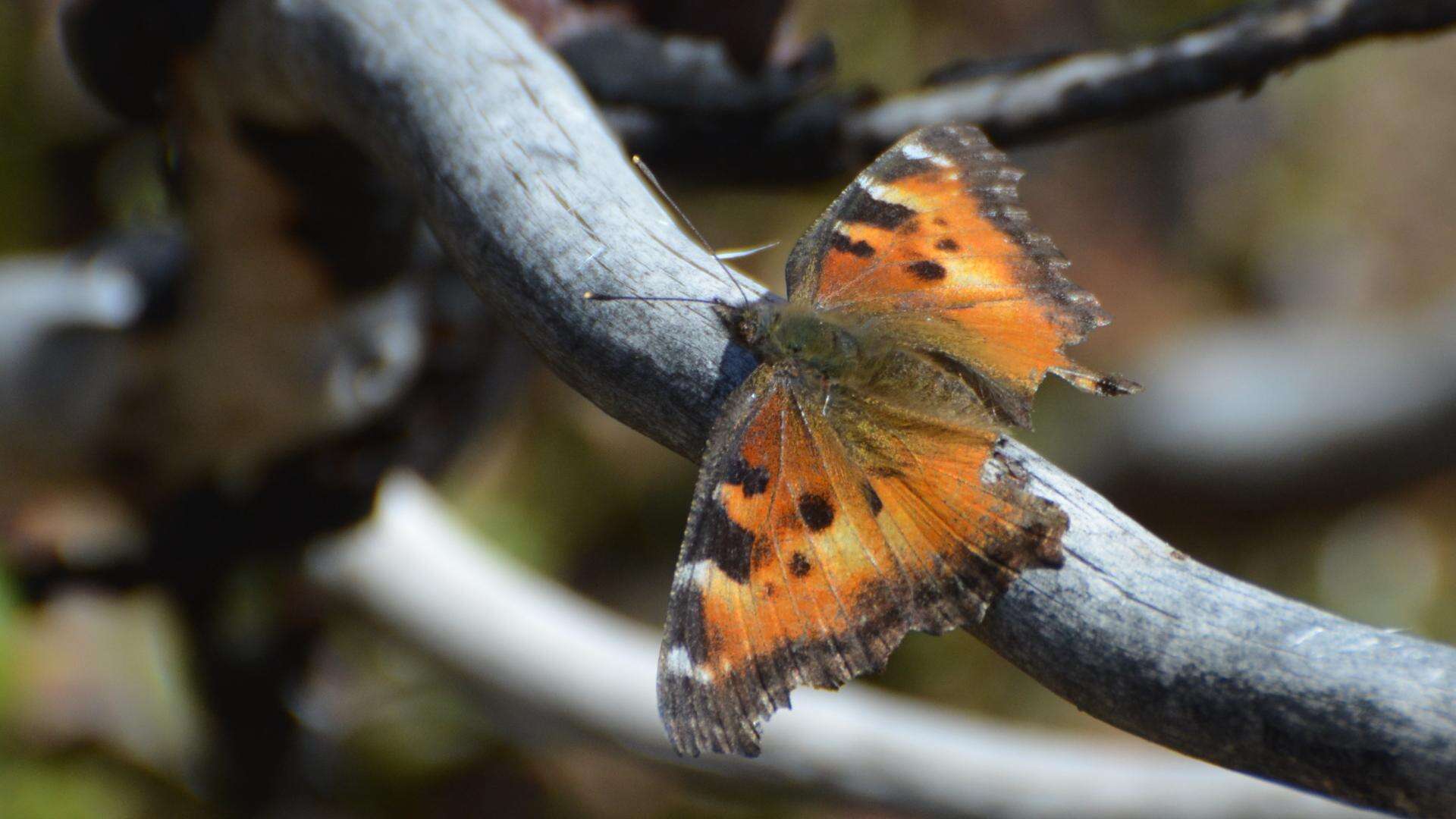 Imagem de Nymphalis californica Boisduval 1852