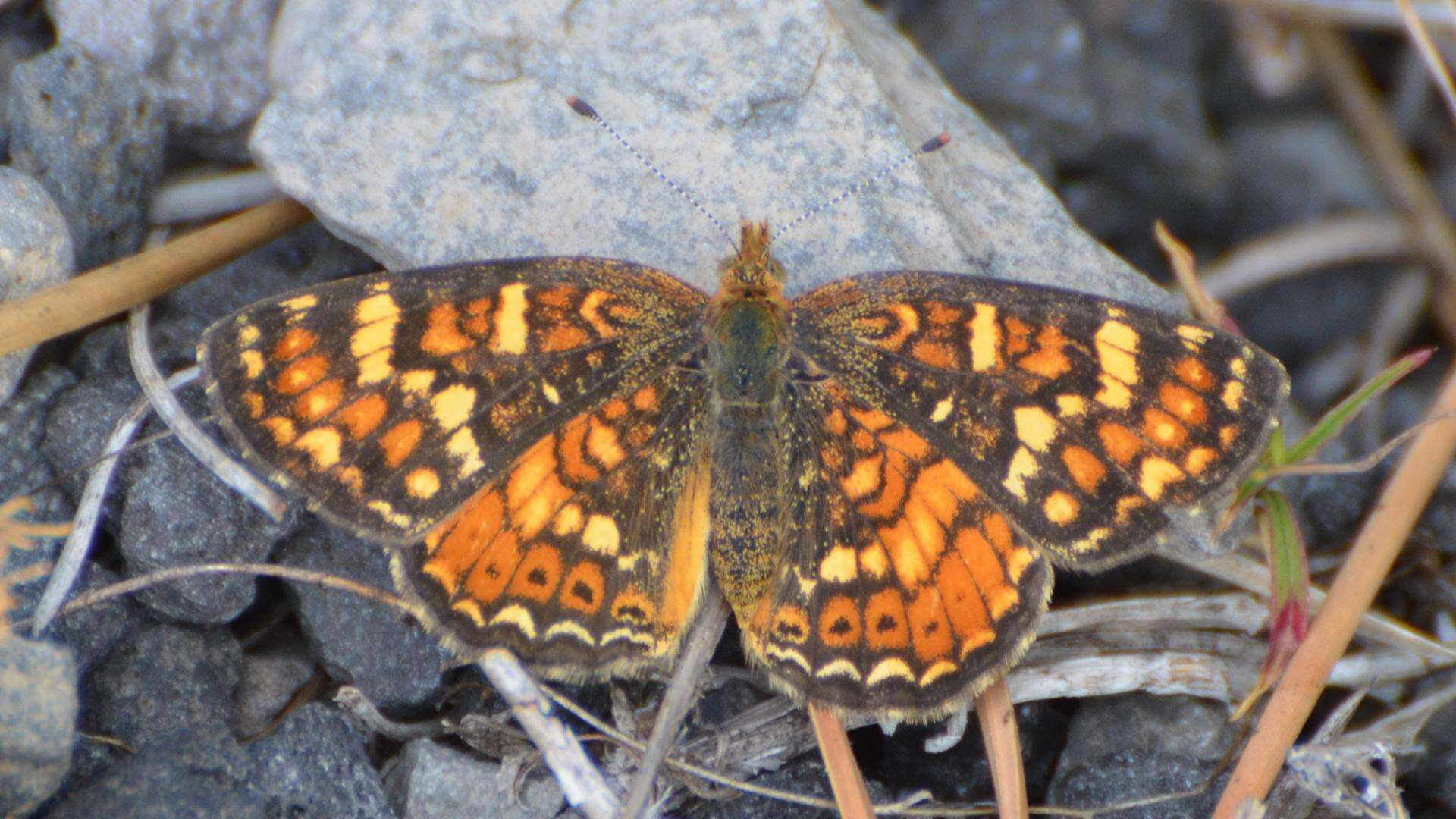 Image of Phyciodes pulchella