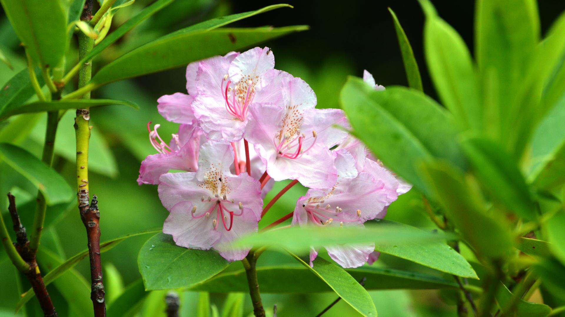 Image of Pacific rhododendron